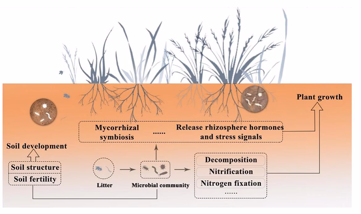 What role do microbial communities play in petroleum hydrocarbon contaminated soils?