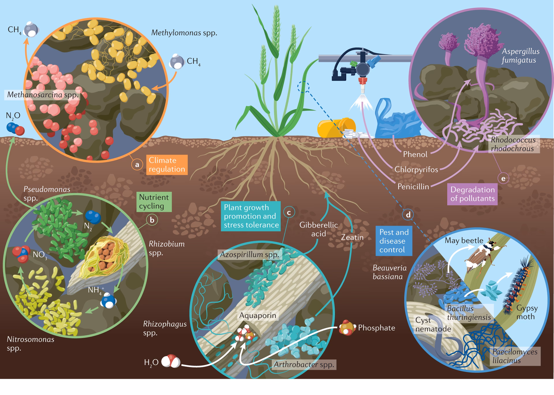 How do contaminants affect bioremediation efficiency?