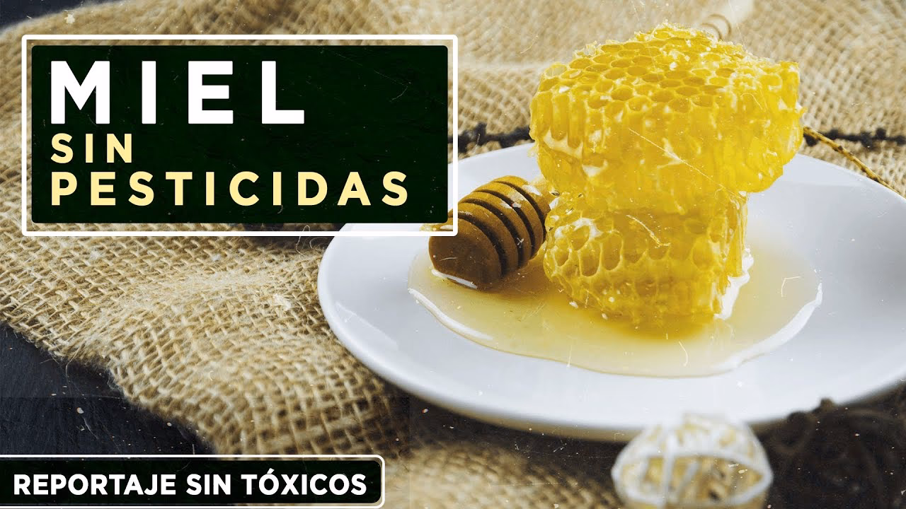 ¿Qué planta venenosa puede contaminar la miel?