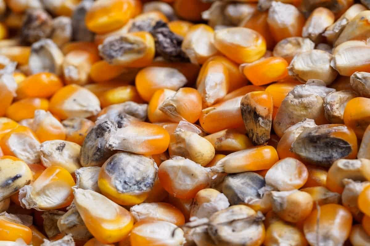 Como proteger a lavoura de milho das doenças fúngicas?