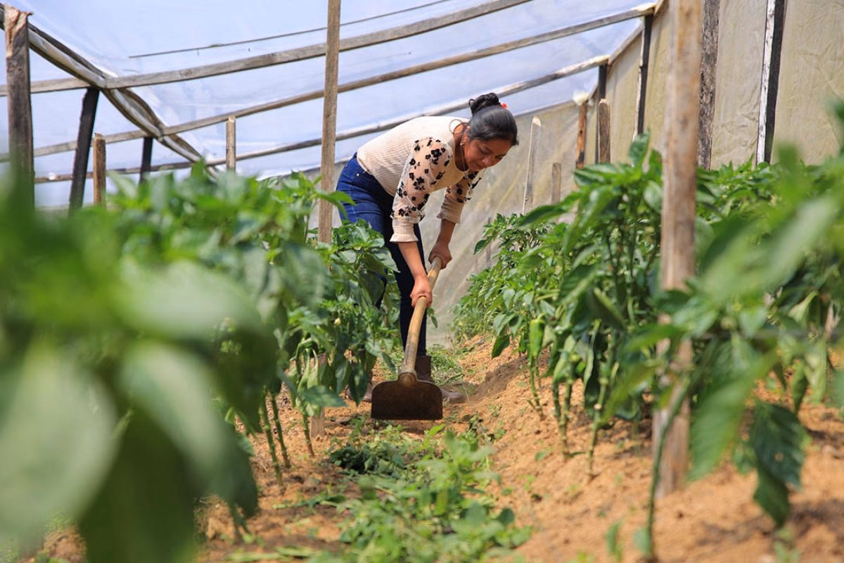 ¿Quién creó el Ministerio de desarrollo agrícola?
