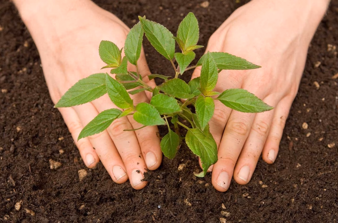 ¿Cuál es la misión de la compañía de estudios y proyectos de medio ambiente?