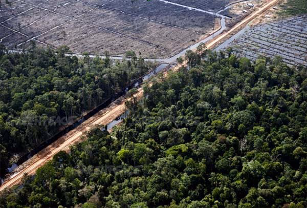 ¿Cuál es la preocupación de la deforestación en el país?