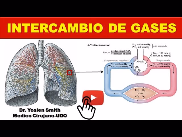 ¿Cómo se realiza el intercambio de gases?