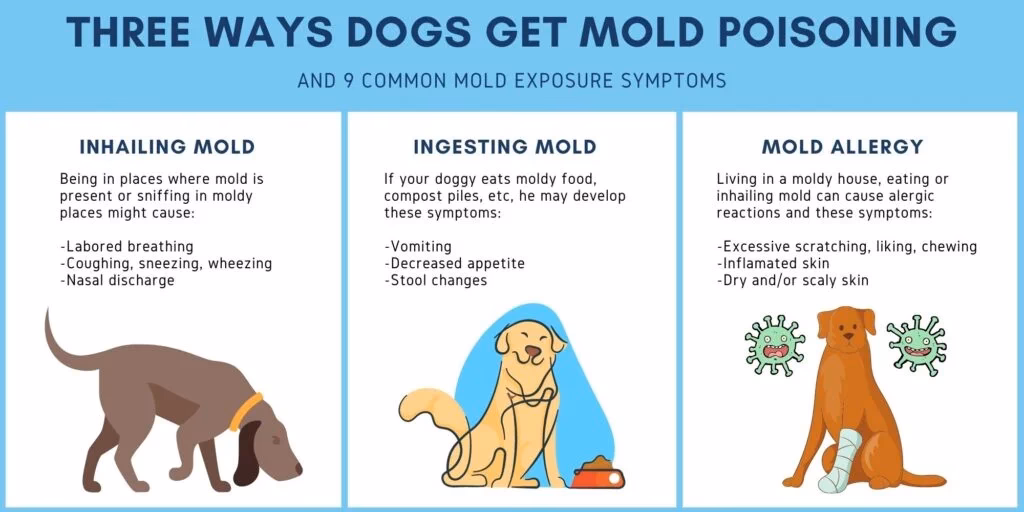 How do you know if you have mold toxicity?