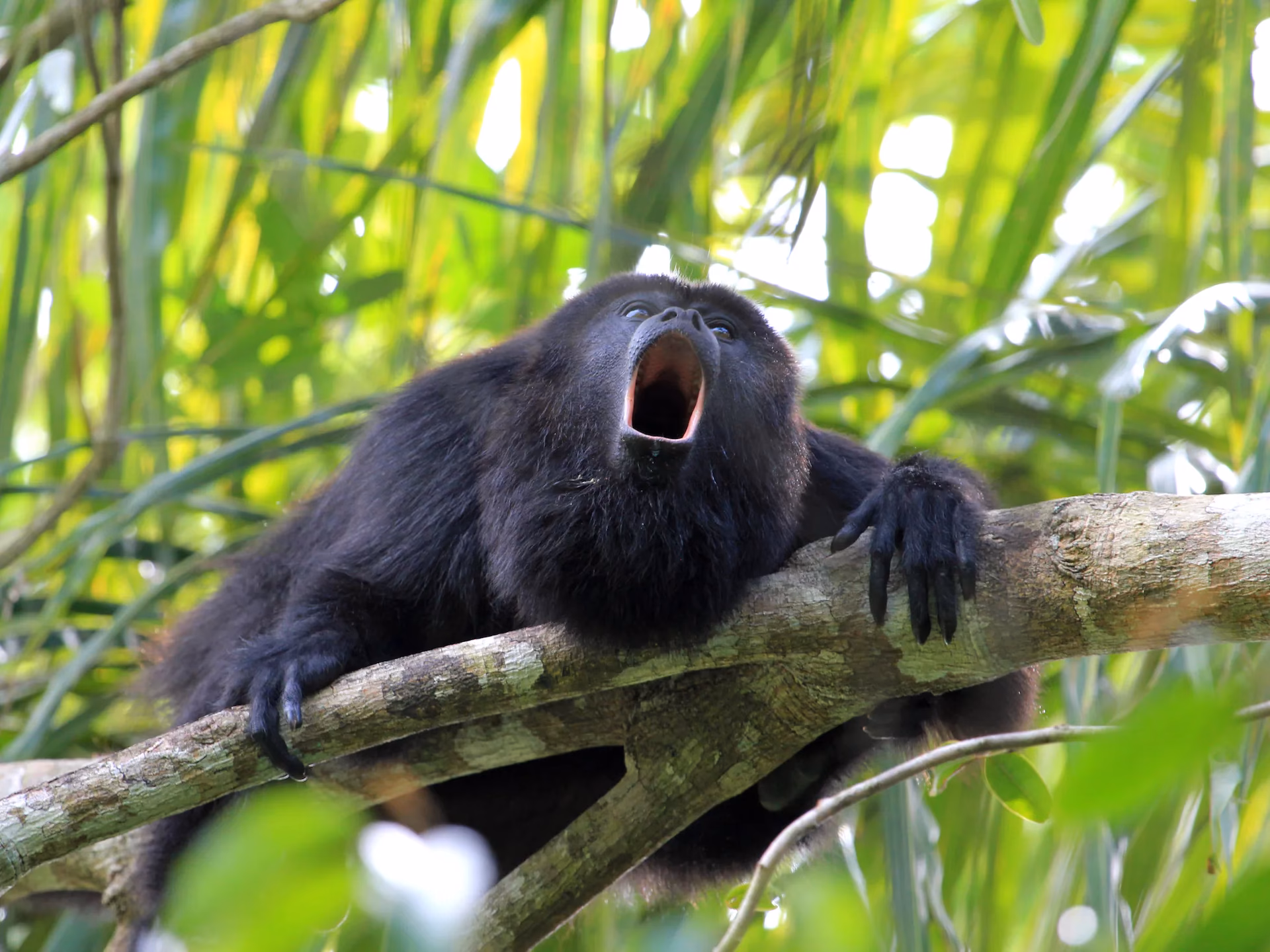 ¿Cómo afecta el monocultivo al cambio climático?