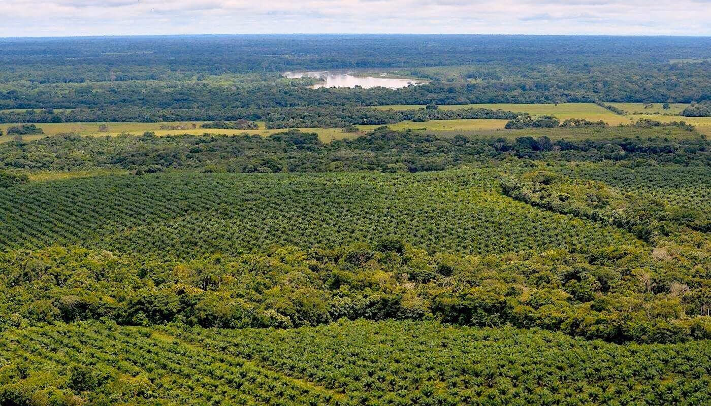 ¿Cómo fue el desarrollo de los monocultivos?