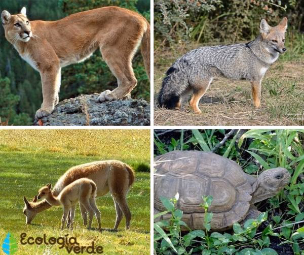 ¿Cuál es la flora y fauna del Monte Argentino?