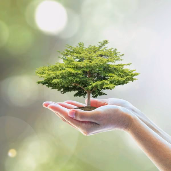 ¿Cuál es la importancia del cuidado del Medio Ambiente?