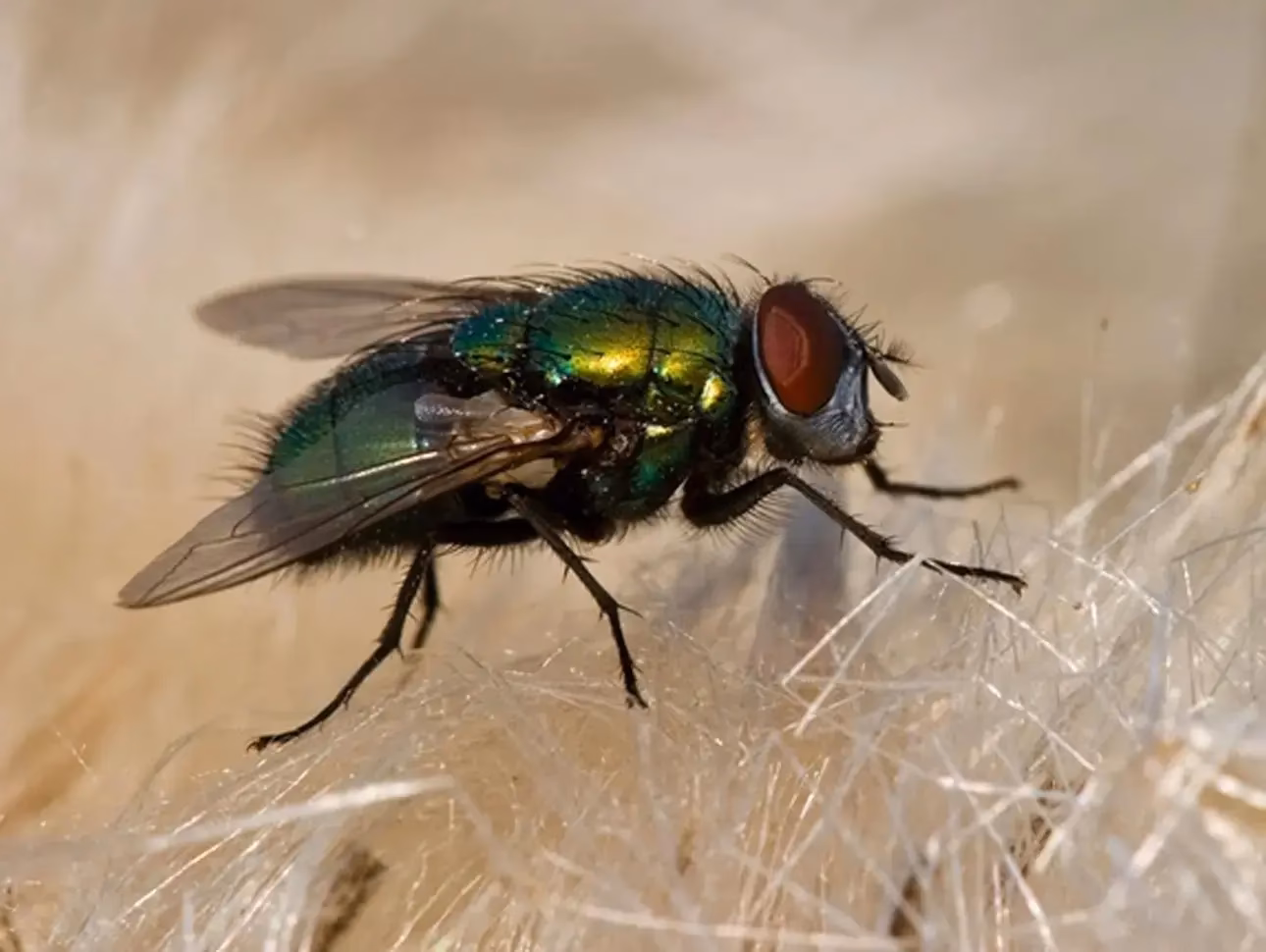 ¿Cuántas bacterias hay en la mosca?