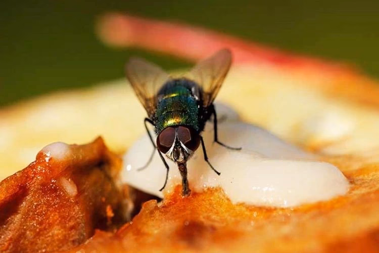 ¿Cuáles son los patógenos de las moscas?