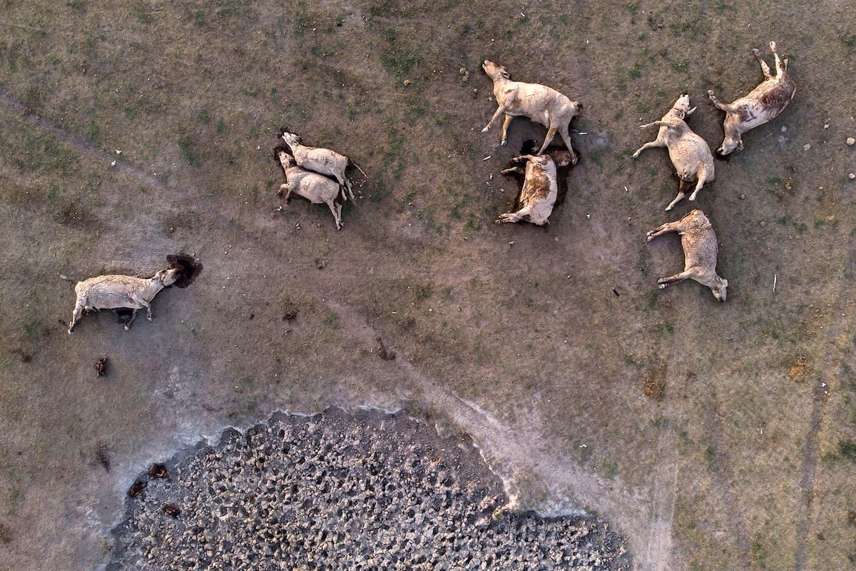 ¿Cuántas vacas mueren en Santa Fe?