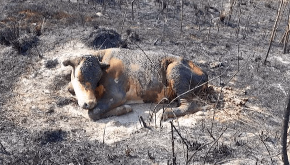 ¿Es posible erradicar la contaminación fecal de forraje por los conejos silvestres?