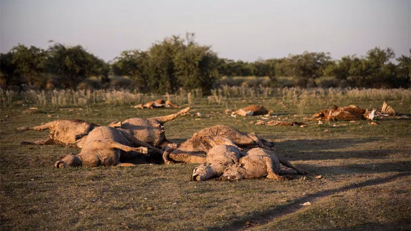 ¿Es posible erradicar la contaminación fecal de forraje por los conejos silvestres?