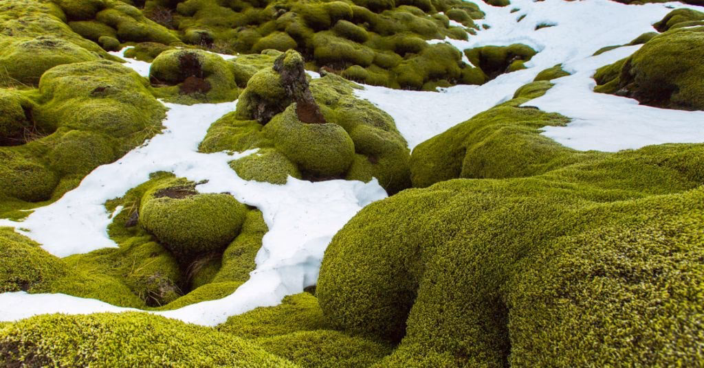 ¿Cómo se clasifican los musgos?