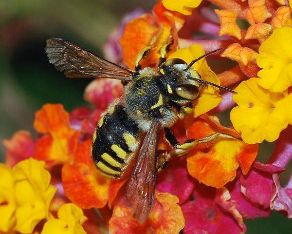 ¿Quiénes fueron precursores del cooperativismo?