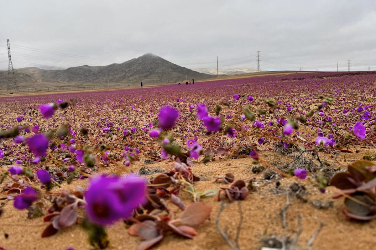 ¿Qué flores y plantas nacen en la Antártida?