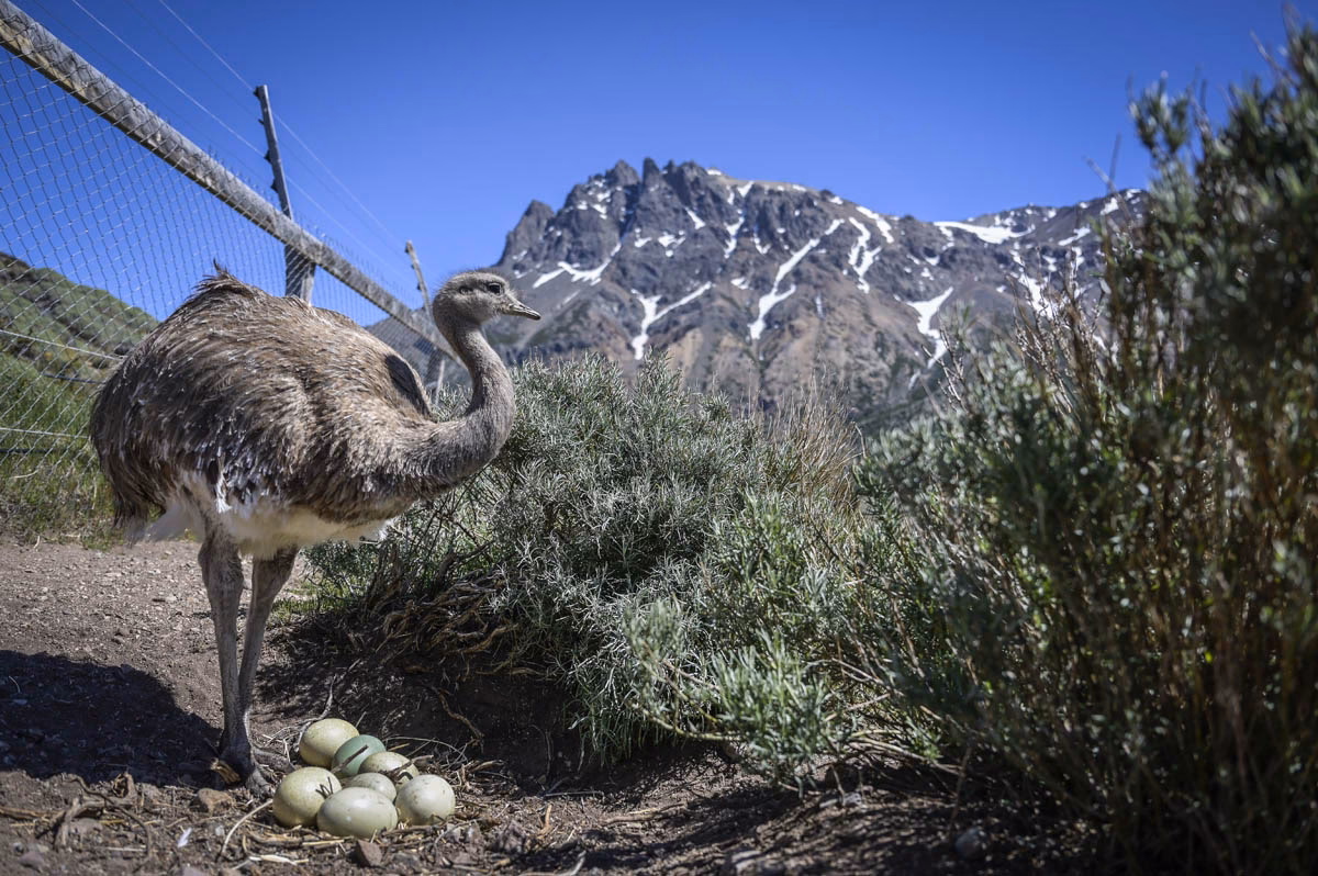 ¿Cuáles son las funciones ecológicas del ñandú?