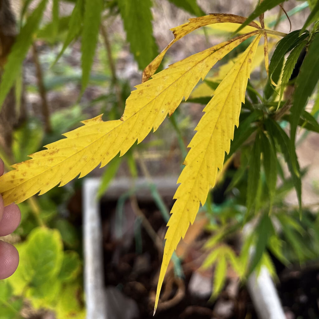 ¿Cuáles son las consecuencias negativas del exceso de nitrógeno en el suelo?