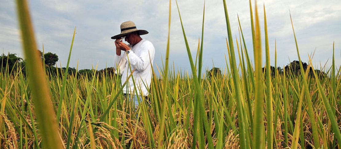 ¿Por qué los Cultistas del cambio climático culpan del calentamiento global a los campos de arroz?