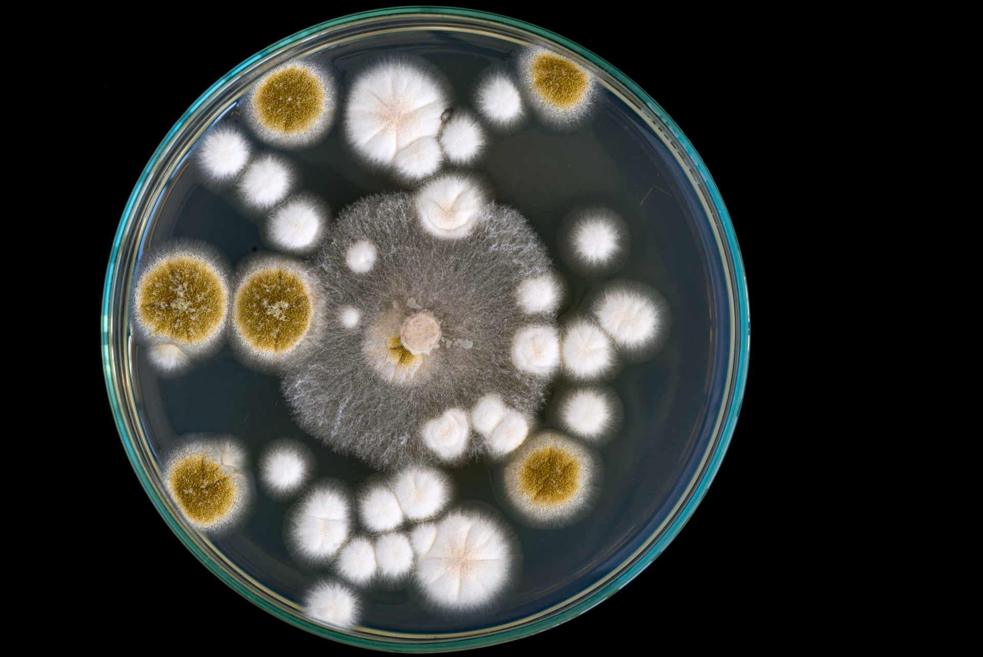 ¿Cómo se debe eliminar el agente de control microbiano?