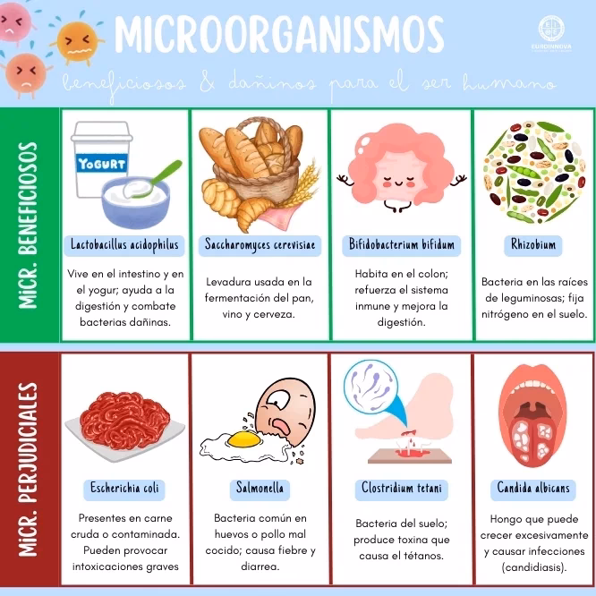 ¿Cuántas especies de bacterias hay?