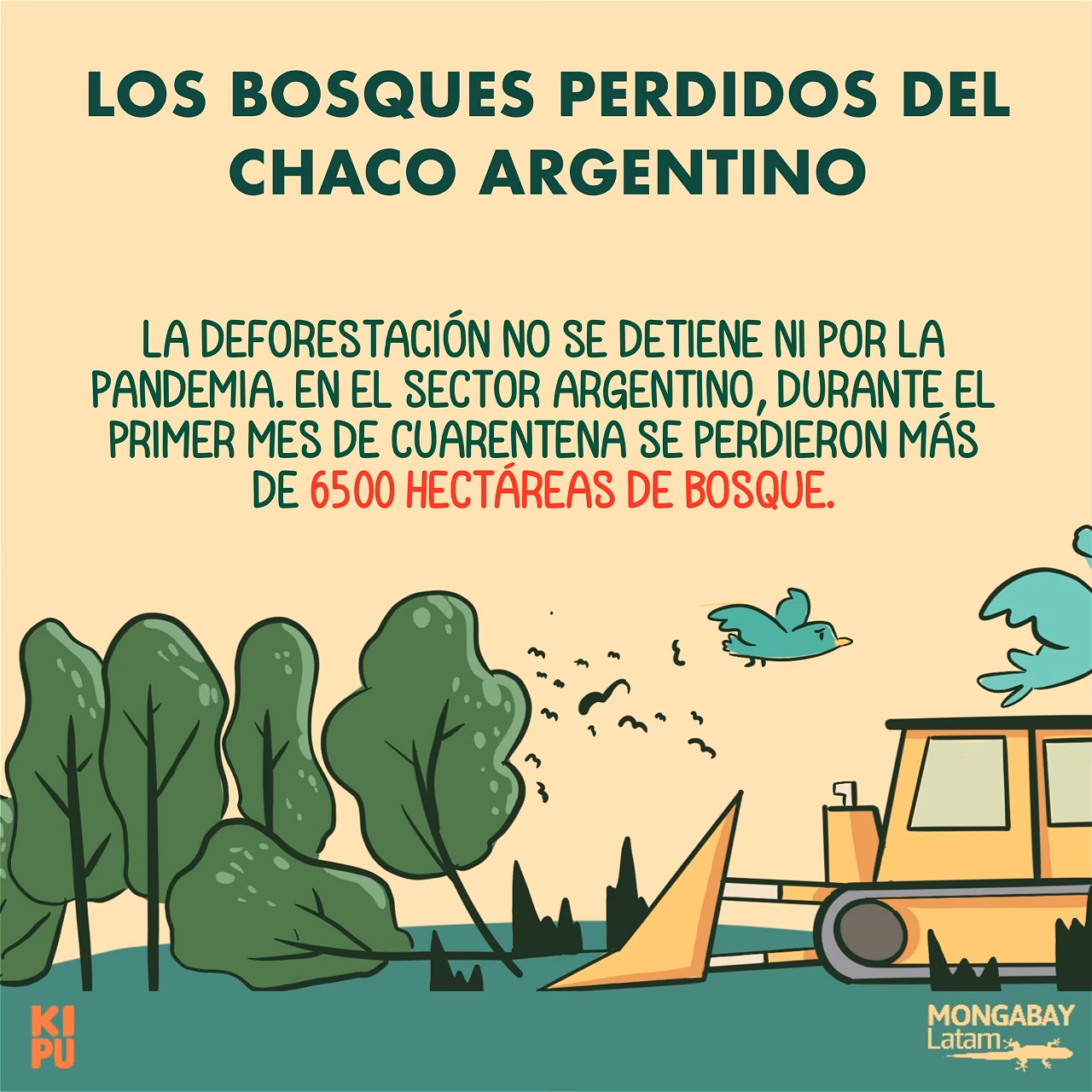 ¿Qué denuncia lanzó Greenpeace sobre el desmonte ilegal en Chaco?