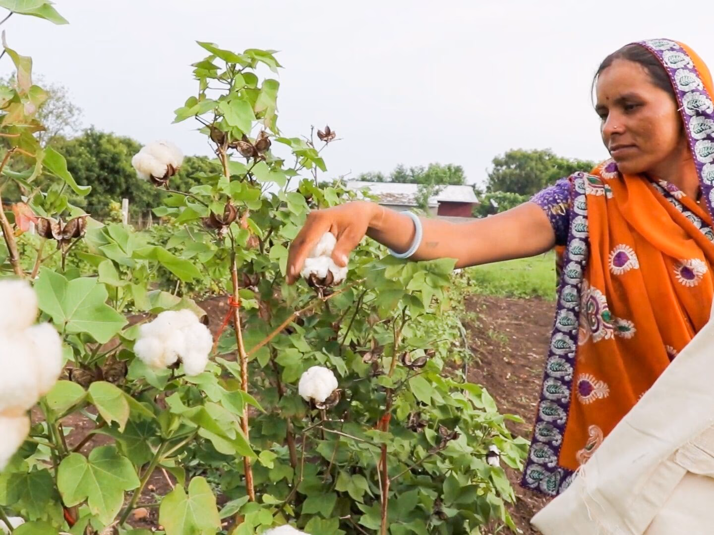¿Qué es el proyecto de algodón ecológico?