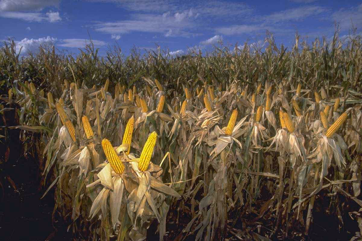 ¿Cuál es la contaminación de maíz y agave en México?