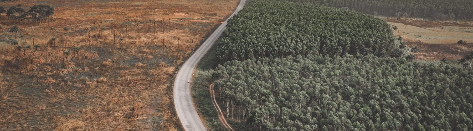 Quels sont les causes de la déforestation ?