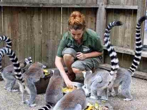 ¿Cómo contribuyen los zoológicos a la conservación del Medio Ambiente?