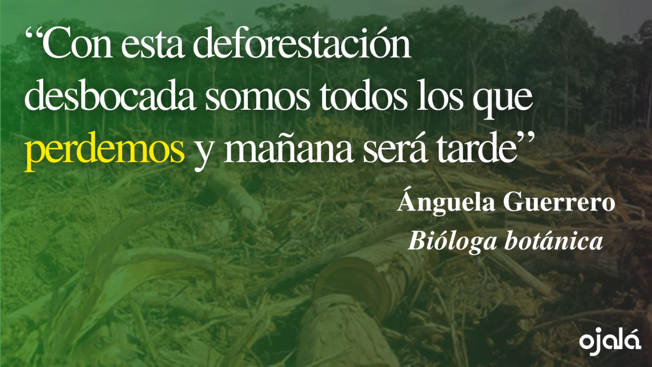 ¿Cuáles son las oraciones con deforestación?