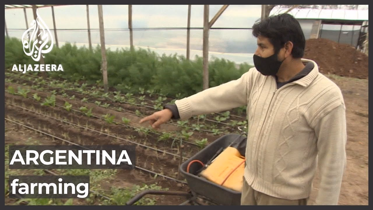 How many hectares of organic land does Argentina have?
