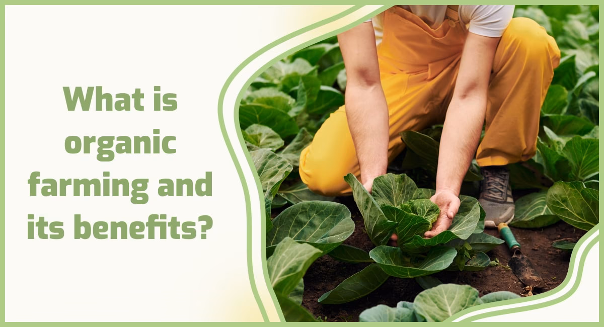Can organic farming reduce the environmental impact of Agriculture?