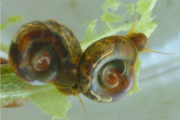 ¿Cuáles son los centros de estudio y control de contaminantes?