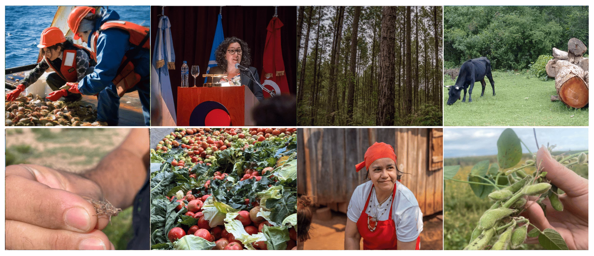 ¿Qué es el Programa Nacional de agricultura orgánica?