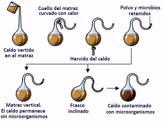 ¿Qué descubrió Pasteur con el caldo nutritivo?