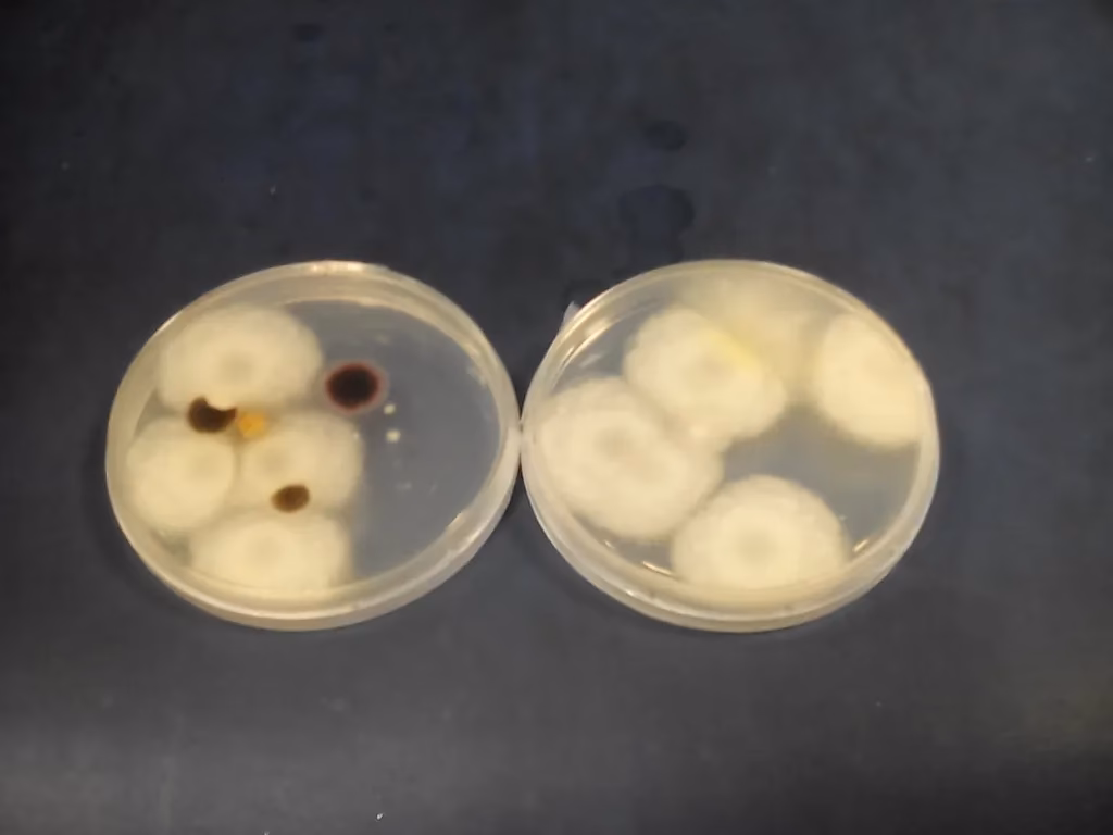 ¿Cuáles son las poblaciones mixtas del proceso de compostaje?