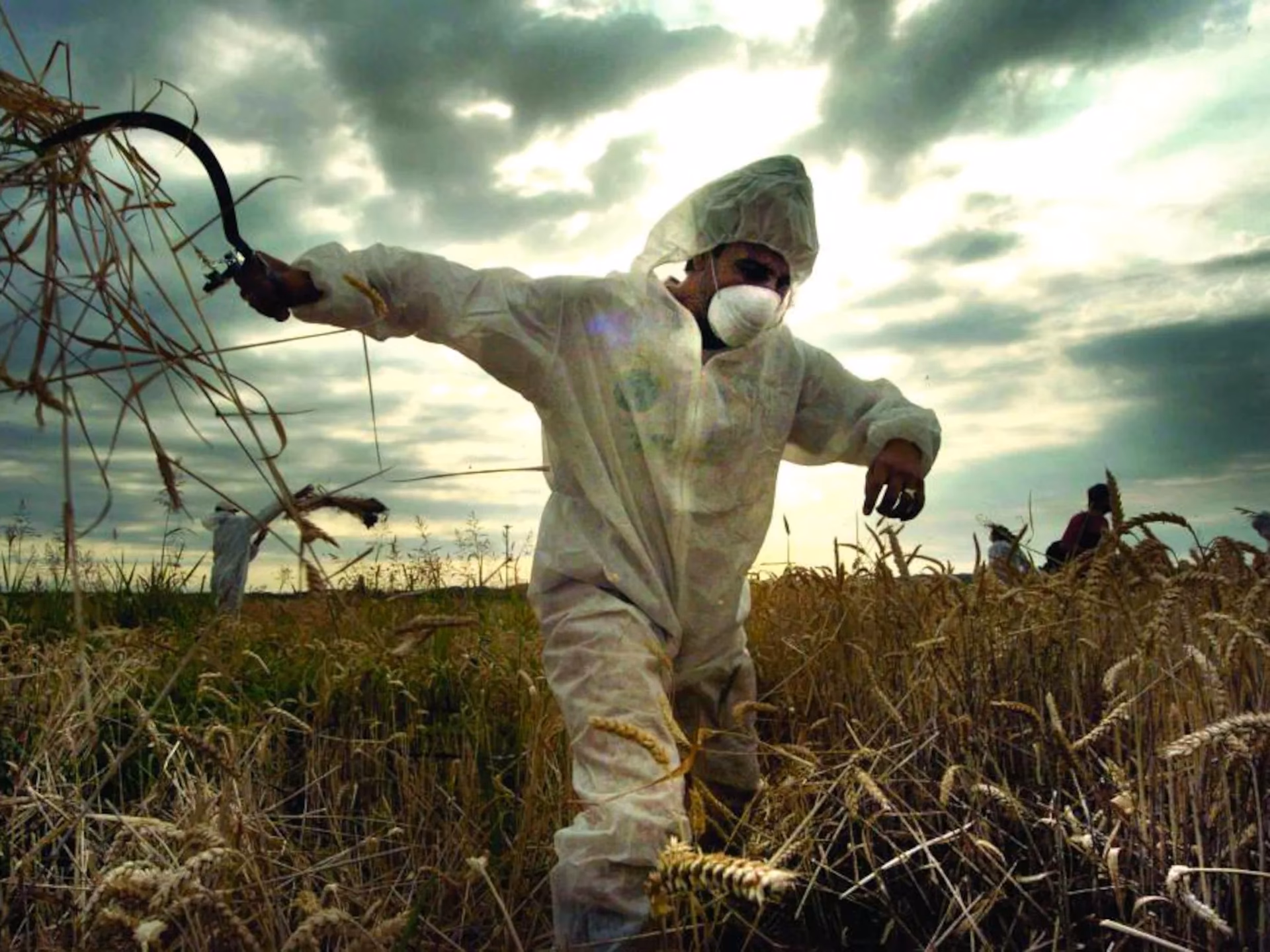 ¿Qué son los alimentos derivados de organismos transgénicos?