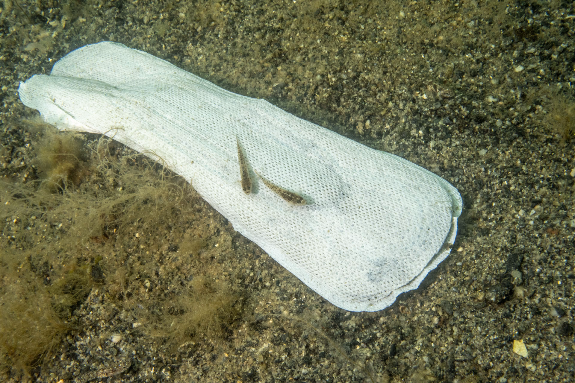 When did tampon permeability become a problem?