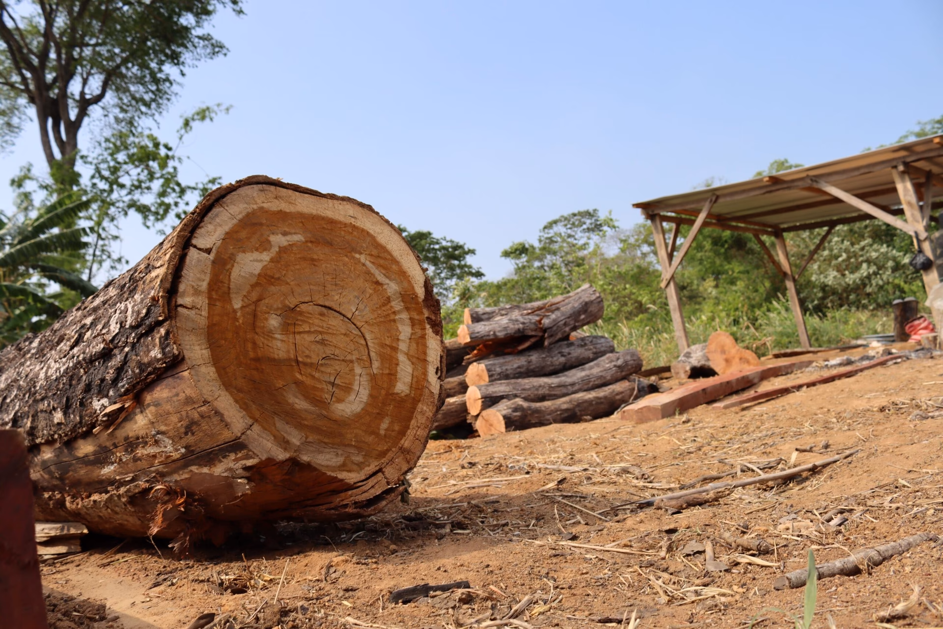 ¿Cuáles fueron las consecuencias de la producción forestal?