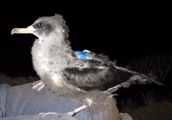 ¿Qué pasa si choco con un pájaro?