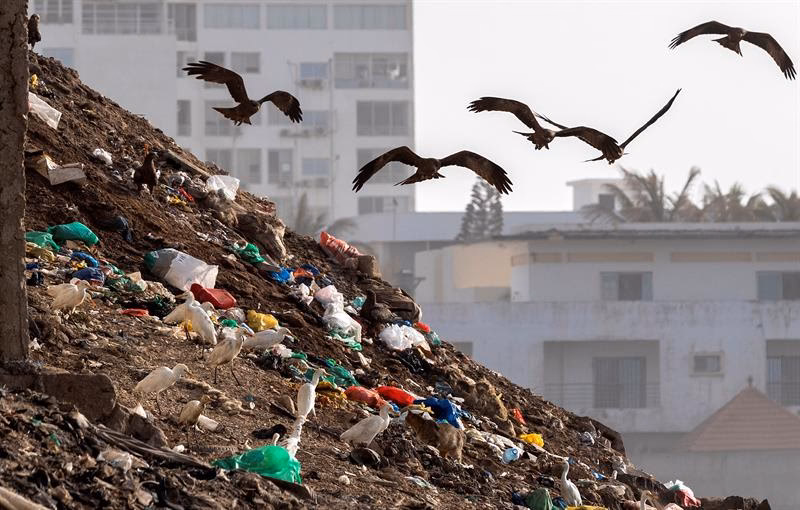 ¿Qué es el pájaro basura?