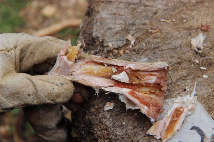 ¿Cómo se adaptaron los homínidos bípedas a la manipulación de restos óseos?