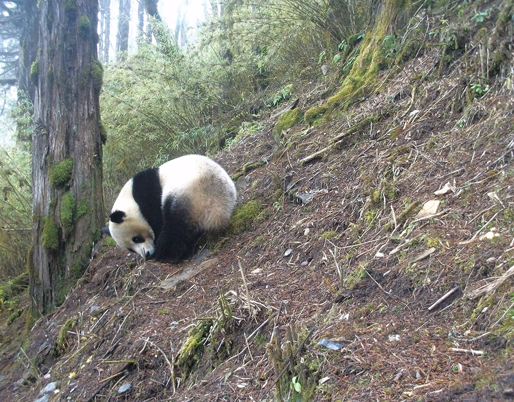 What are the priorities for climate-informed giant panda conservation?