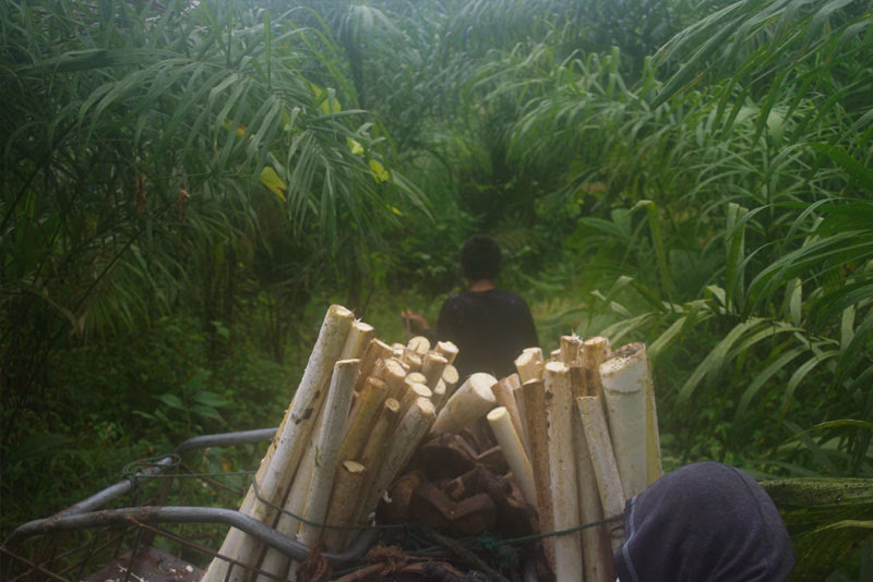 ¿Cuál es el principal consumidor de palmitos?