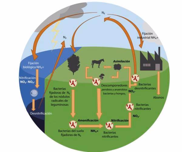 ¿Qué es el nitrógeno y para qué sirve?