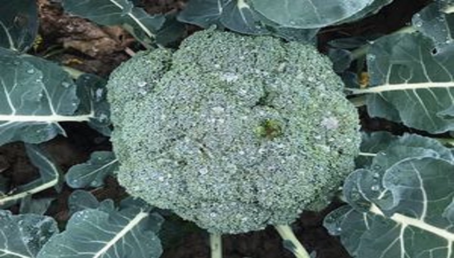 ¿Cómo prevenir las plagas del brócoli?