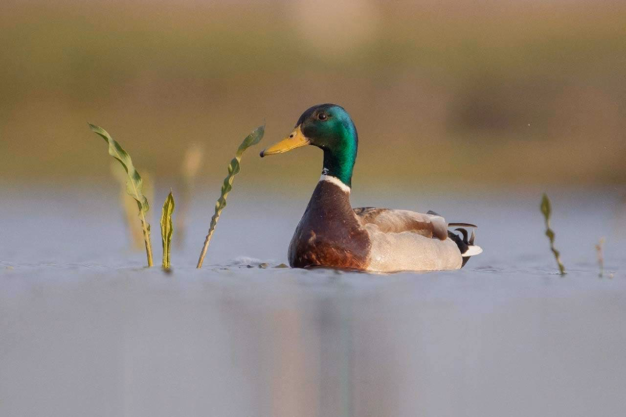 ¿Cómo se comportan los patos?