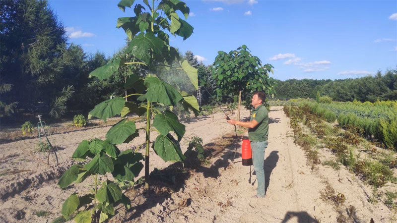 ¿Cuáles son los efectos tóxicos de la planta de pasiflora?